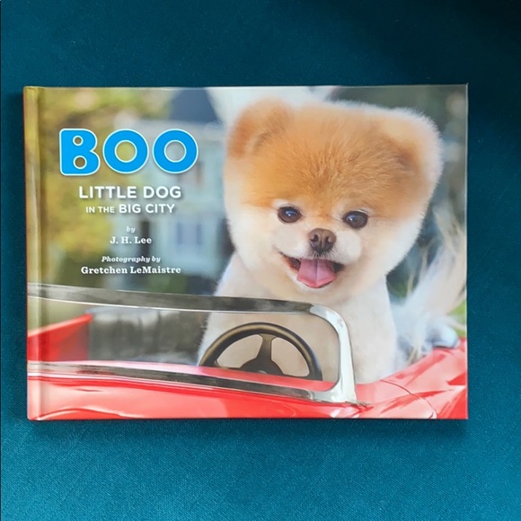 boo little dog in the big city